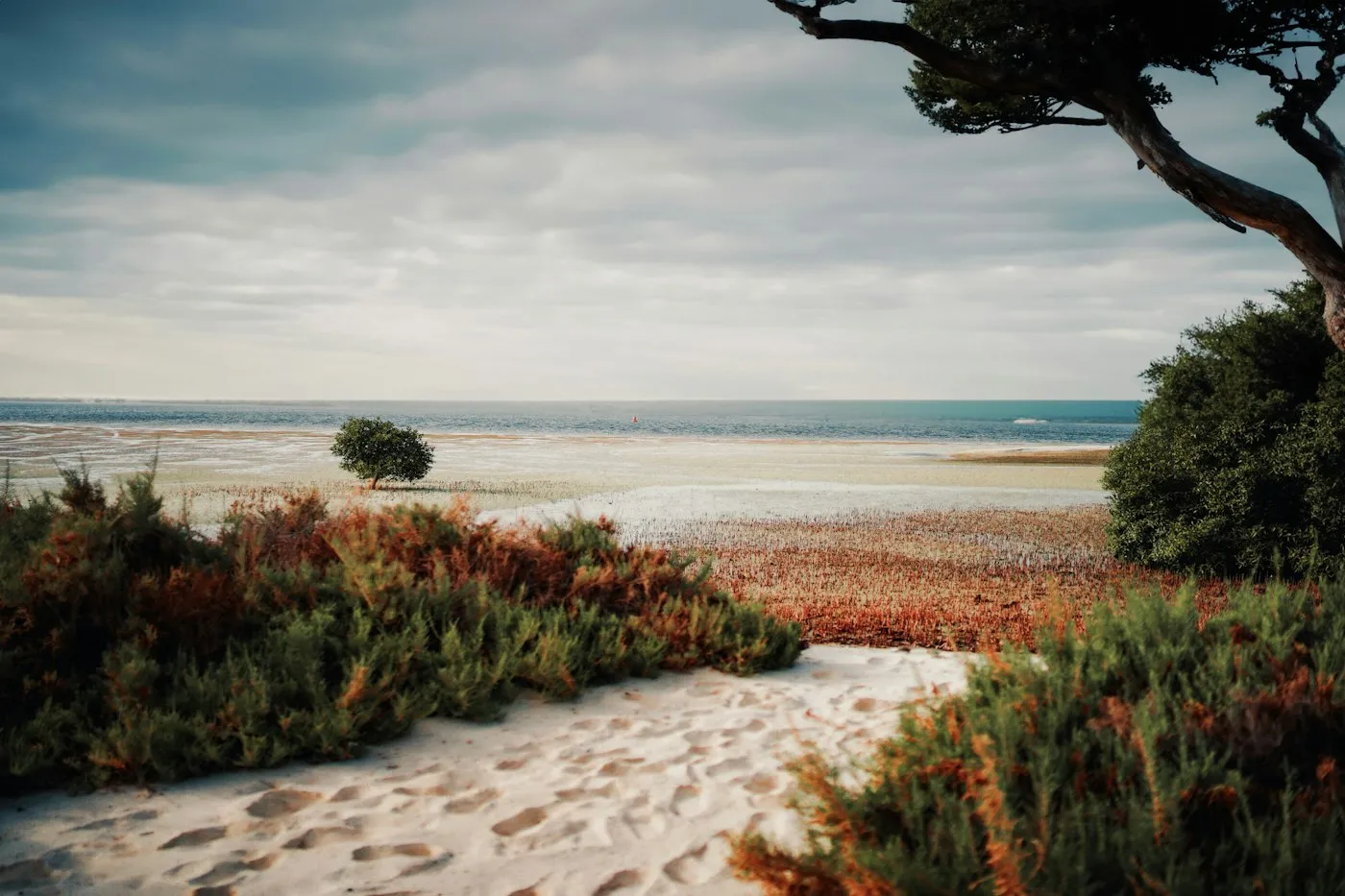 Sandy path and shrubs leading to the coast, the island setting for Yas Island property buyers